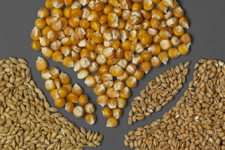 Céréales : Blé, Orge, Maïs : grain, germe et structure - VIVESCIA
