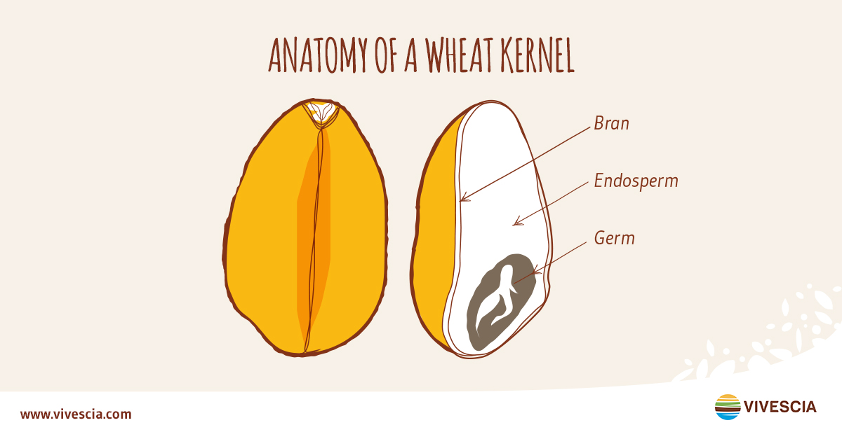 Anatomía del grano de trigo. Figure 1. Wheat grain anatomy.