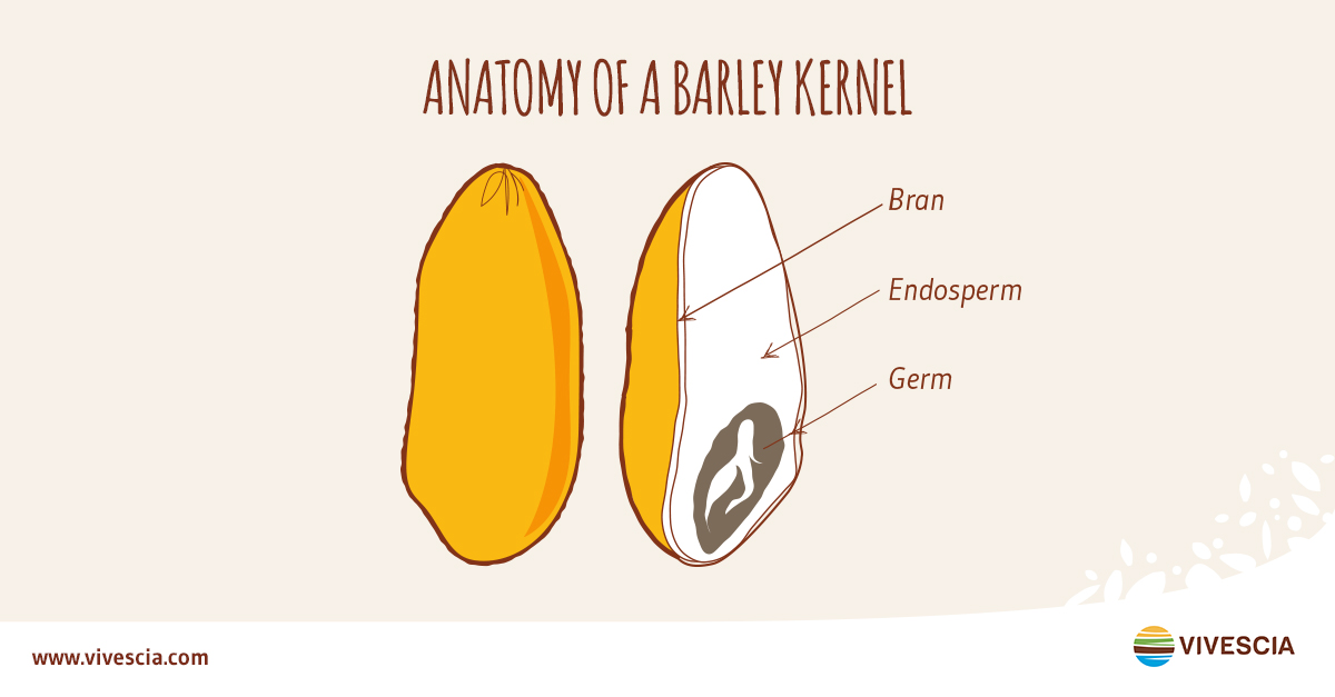 anatomie grain orge