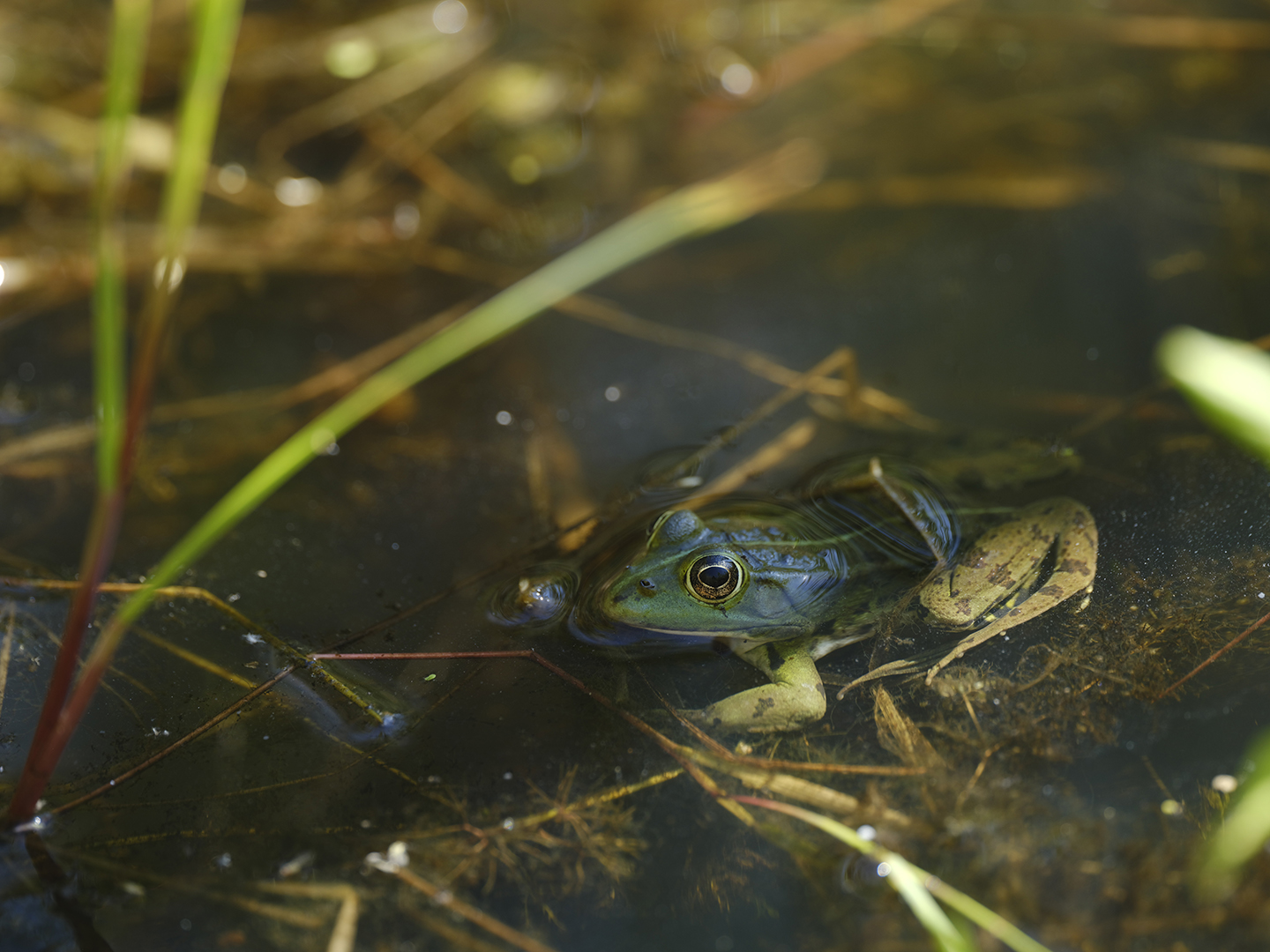 grenouille