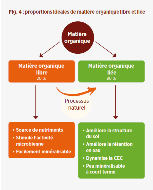 Proportions idéales de matières organique libre et liée